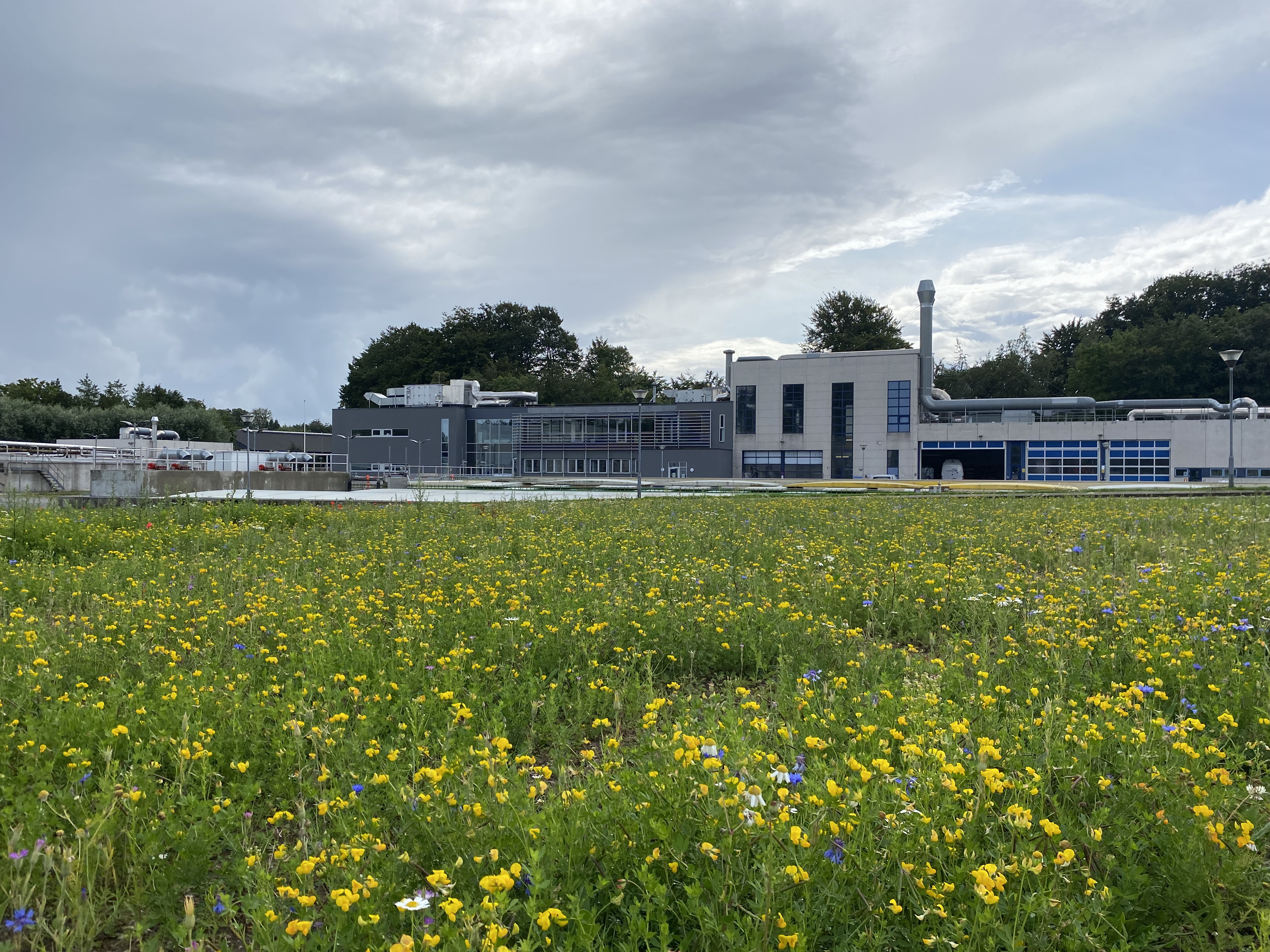 Figur 2 Insektbedet Med Renseanlægget I Baggrunden