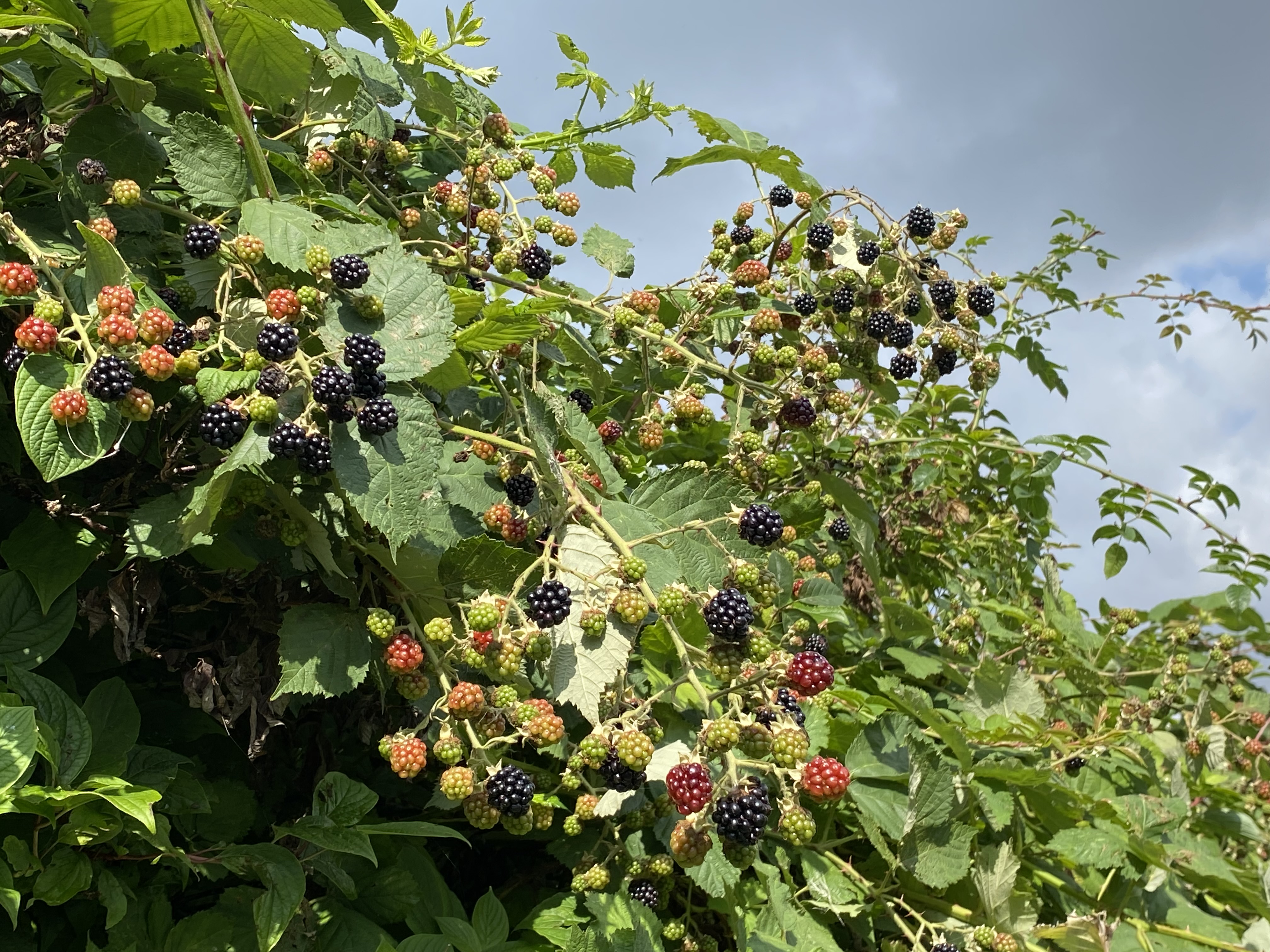 Figur 4 Modne Brombær Der Vokser Ind Fra Erritsø Mose