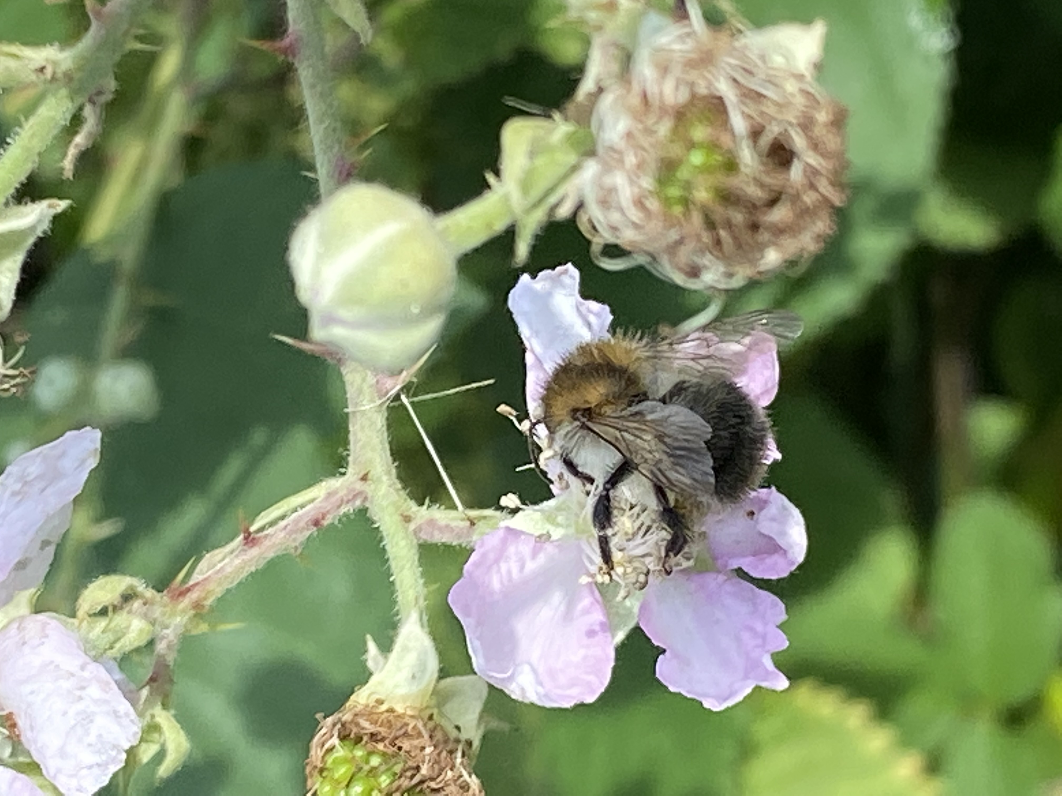 Figur 7 Humlebi På Brombær