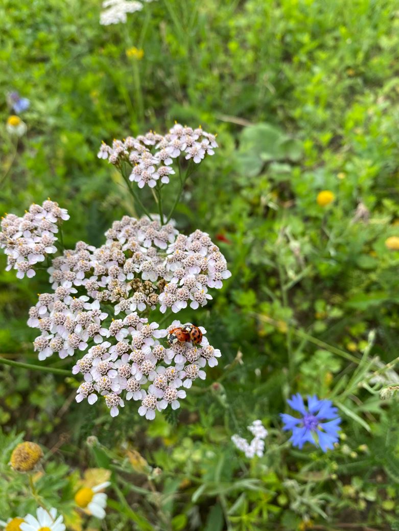 1 Alm. Røllikke Rettet
