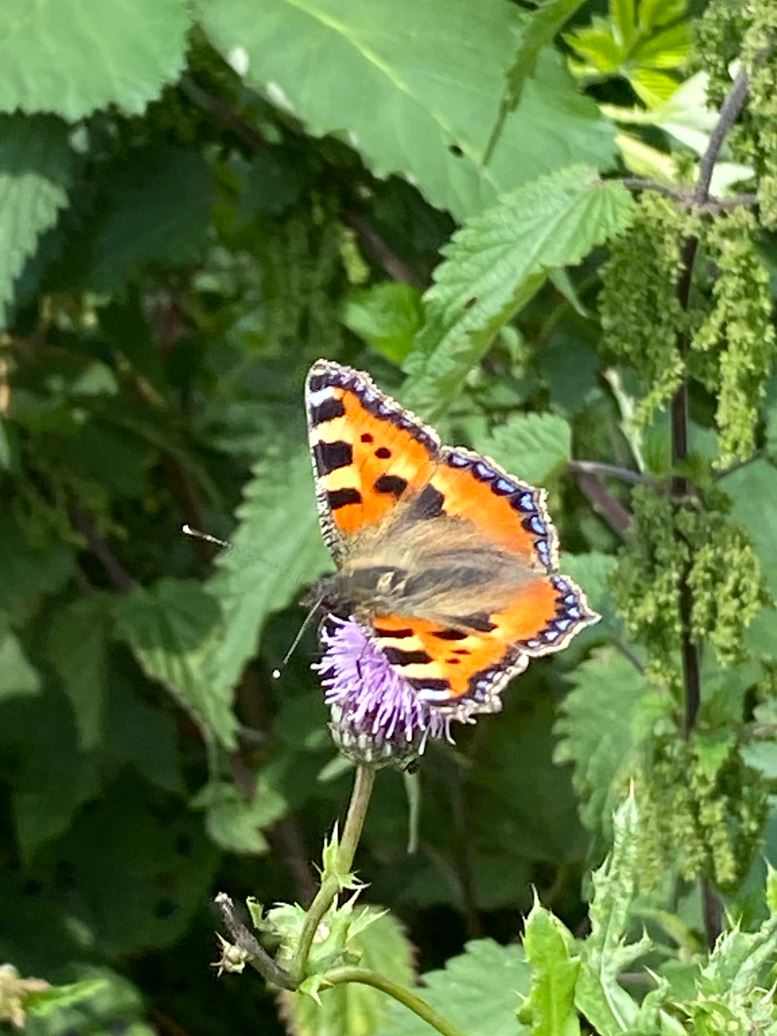 6 Nældes Takvinge Rettet