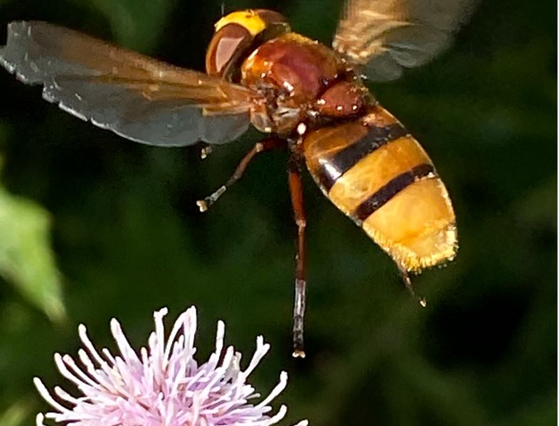 5 Humlesvirreflue Rettet2